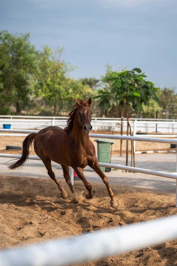 1 Hour Horseback Dubai Desert Park Ride - Riding from Ghaf Trees to Open Dunes