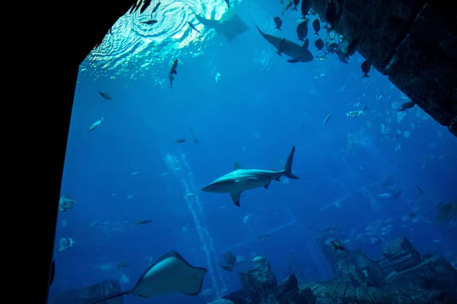 5-Day Pass: Hop-On Hop-Off, Lost World Aquarium, Dubai Frame - A practical five-day plan