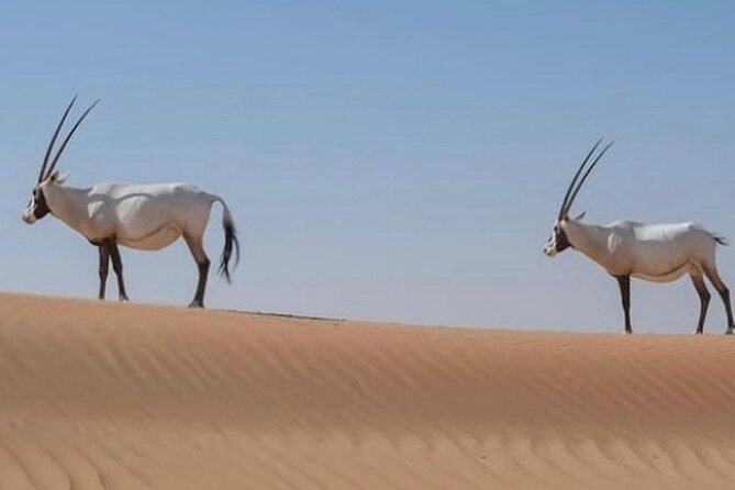 57 Bedouin Culture Safari With Breakfast - Breakfast is the practical payoff