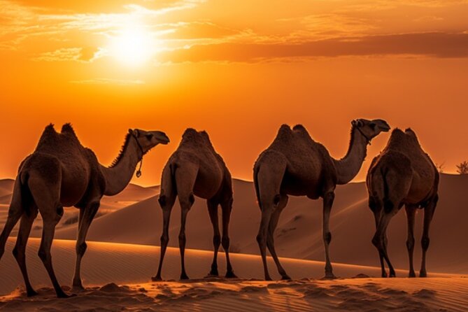 6-Hour Luxury Evening Dubai Desert Safari - BBQ Dinner Live Shows - Three live shows fill the evening
