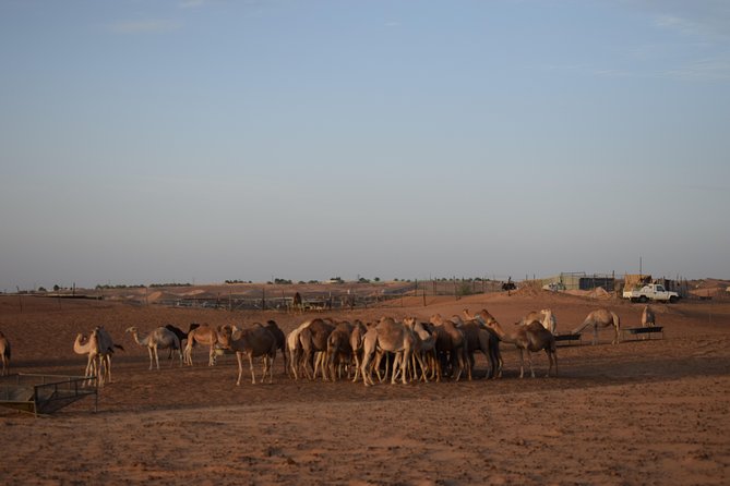 6 Hour Private Evening Desert Safari With BBQ Dinner - The camel farm adds a brief cultural stop