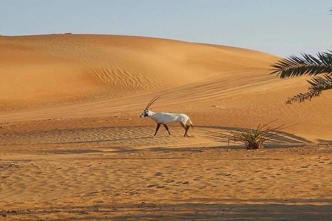7-hour Small Group 4x4 Desert Safari Tour with Buffet Dinner in Dubai - Buffet dinner and evening entertainment
