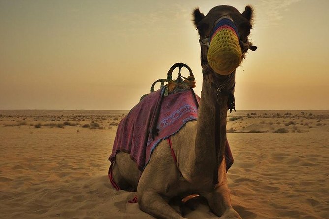 7-hour Small Group 4x4 Desert Safari Tour with Buffet Dinner in Dubai - Practical points before you book