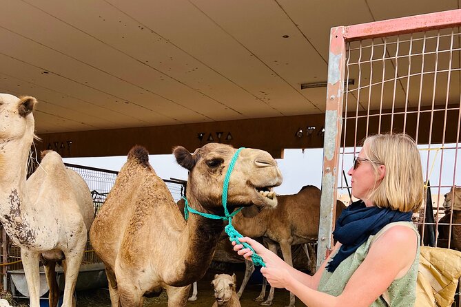8 Hours Al Ain City Tour without lunch - The drive from Abu Dhabi to Al Ain