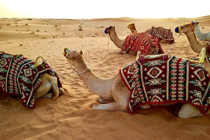 Abu Dhabi 4x4 Desert Safari BBQ Dinner , Camel Ride , Belly Dance - The Al Khatim dunes and the big ride
