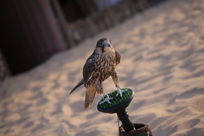 Abu Dhabi Desert Safari (Dune Bashing, BBQ Dinner, Camel Ride & Sand Skii) - Camel farm and a very short ride