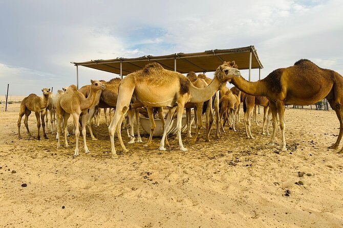 Abu Dhabi Desert Safari With BBQ Dinner & Live Shows - The camp can feel crowded and commercial