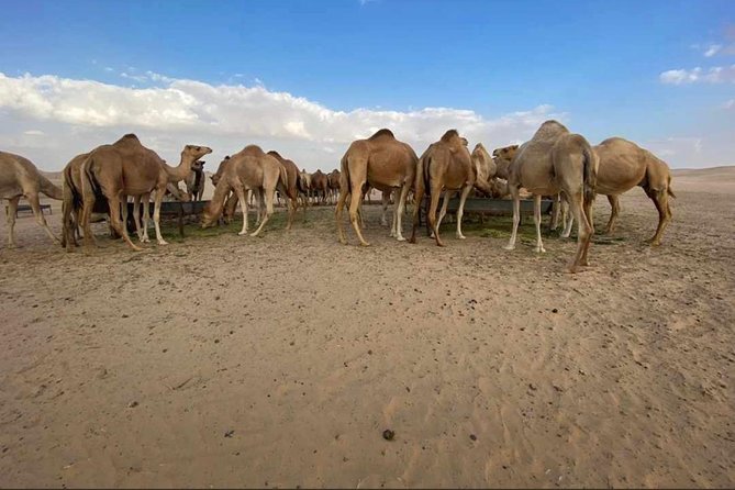 Abu Dhabi Desert safari with BBQ Dinner,Sandboarding & Camel ride - Sandboarding gives you a second desert activity