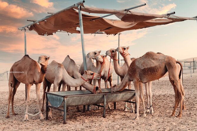 Abu Dhabi Evening Desert Safari BBQ, Camel Ride, Entertainments - The camp brings together culture, food, and photo stops