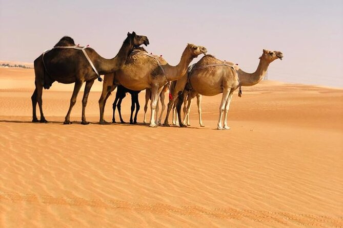 Abu Dhabi: Evening Desert Safari with Camel Ride, BBQ & Live Show - What the $72 price really covers