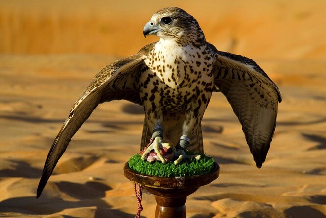 Abu Dhabi Falcon Hospital Tour - Why falcons matter in Abu Dhabi