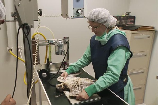 Abu Dhabi Falcon Hospital Tour - Inside a working bird hospital