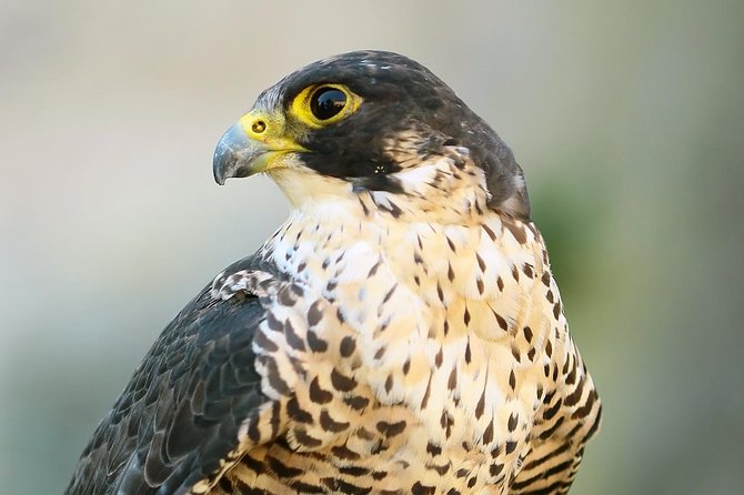 Abu Dhabi Falcon Hospital Tour - The falconry museum and its old equipment