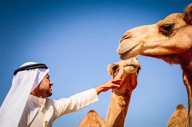 Abu Dhabi: Morning Desert Safari with Camels and Sandboarding - A fast morning from Abu Dhabi into the dunes