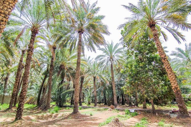 Al Ain City Sightseeing tour with Lunch from Dubai - Key points to know before booking
