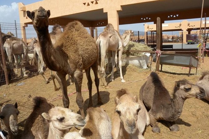 Al Ain Garden City Tour From Dubai - Why Al Ain makes a smart change from Dubai