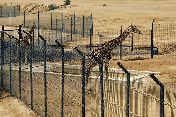 Al Ain Garden City Tour From Dubai - The road from Dubai to the Garden City