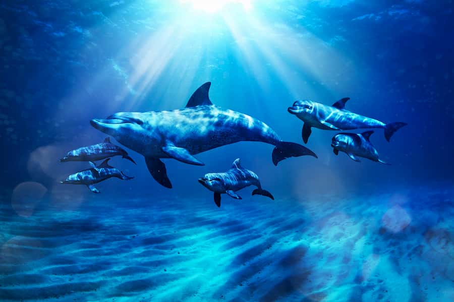 Aquaventure World: Dolphin Paddle and Waterpark Day Pass - Key points to know before booking