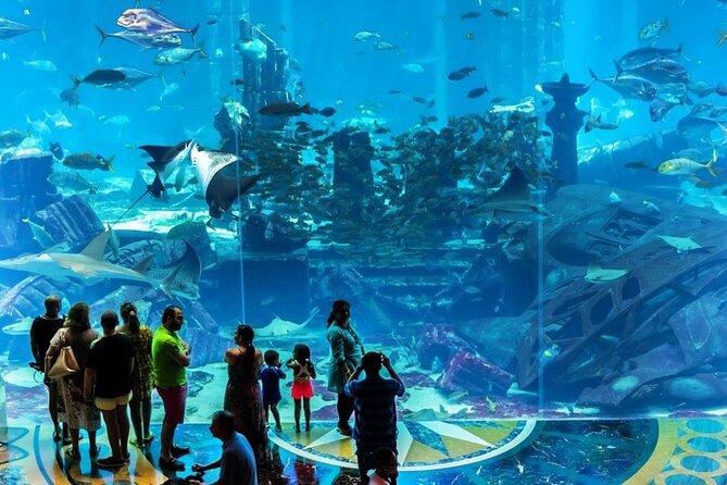 Atlantis Lost-Chamber Aquarium Dubai - Feeding sessions and animal viewing