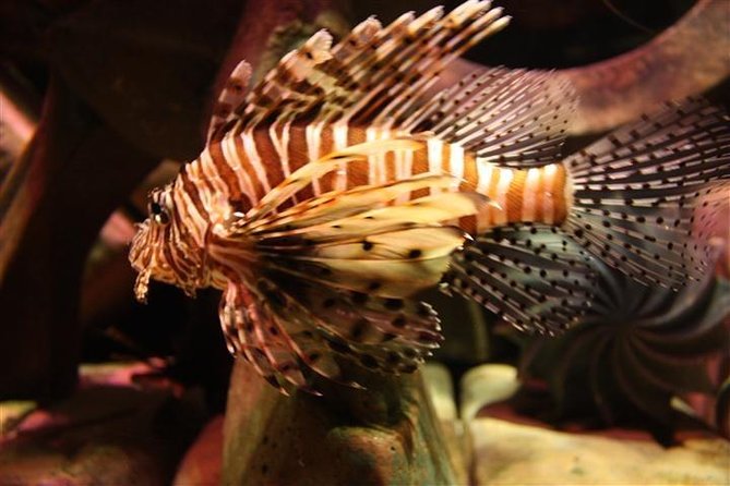 Atlantis Lost-Chamber Aquarium Dubai - How much value do you get for $61.67?