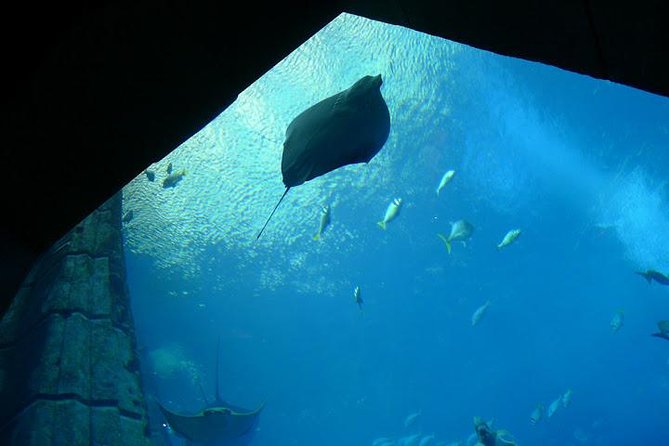 Atlantis Lost-Chamber Aquarium Dubai - Following the sunken-city route