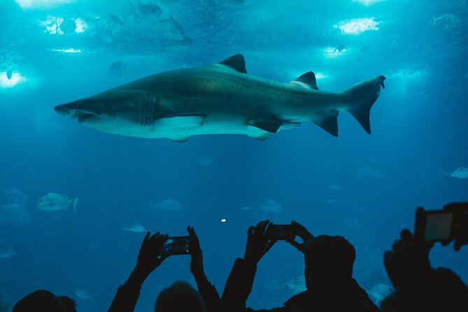 Burj Khalifa and Dubai Aquarium Combo Entrance Ticket - What the $114.29 price really buys you