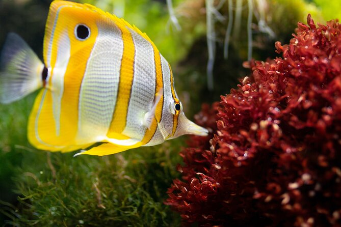 Burj Khalifa and Dubai Aquarium Combo Entrance Ticket - Practical booking advice for a dated ticket