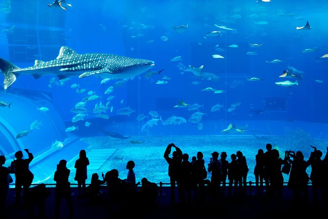 Burj Khalifa, Dubai Aquarium & UWZ with Penguin Cove Entry Ticket - Who should book this experience?