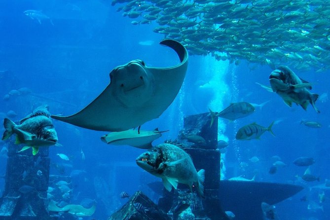 Burj Khalifa, Dubai Aquarium & UWZ with Penguin Cove Entry Ticket - Burj Khalifa floors 124 and 125