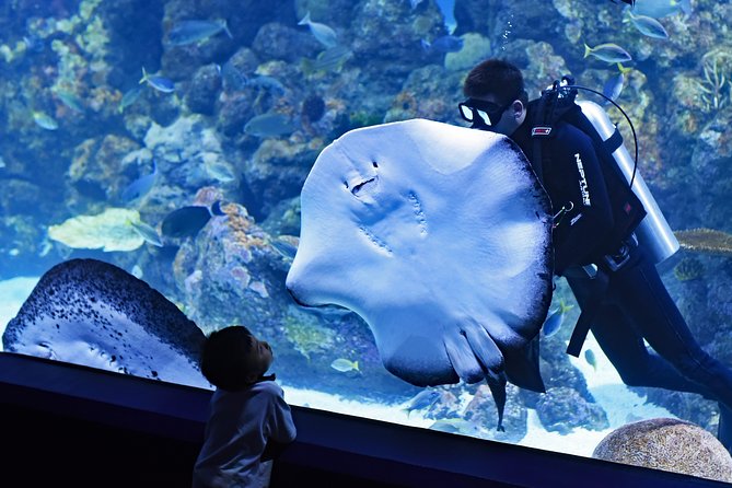 Burj Khalifa, Dubai Aquarium & UWZ with Penguin Cove Tickets - The Dubai Aquarium giant tank and underwater tunnel