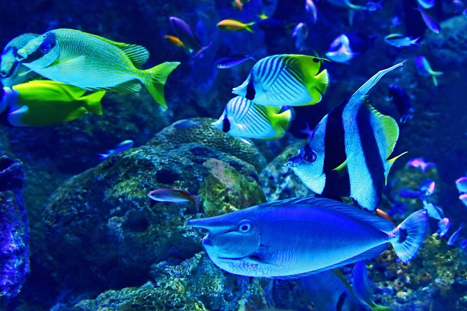 Burj Khalifa, Dubai Aquarium & UWZ with Penguin Cove Tickets - How to plan the two attractions