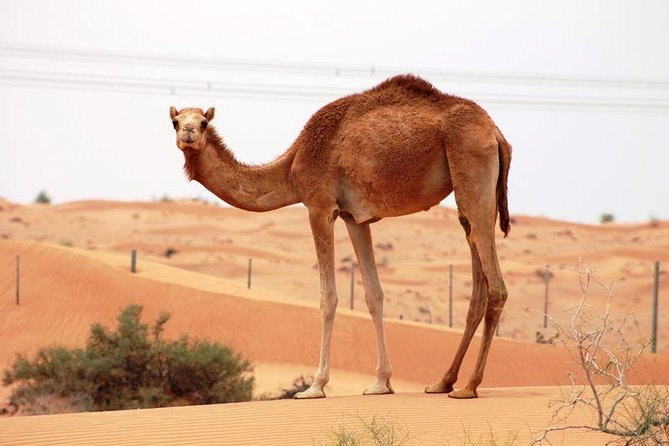 Camel Farm Visit - Dubai UAE - Key points to know before booking