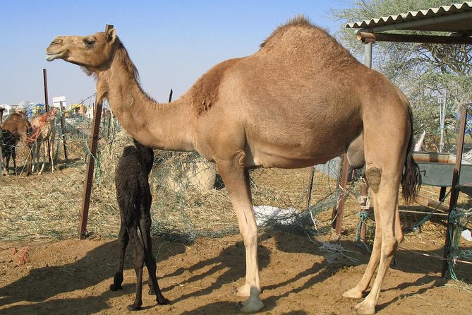 Camel Farm Visit - Dubai UAE - Why the longer camel session matters