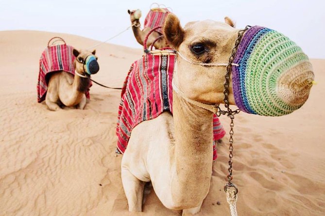 Camel Farm Visit - Dubai UAE - The desert pause before the farm