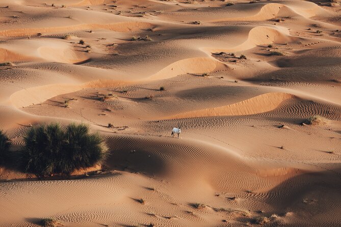 Deluxe Hot Air Balloon Ride with Breakfast & Flight Falcon Show - Breakfast at a traditional Bedouin camp