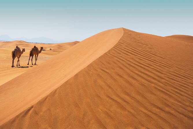 Desert Safari Abu Dhabi w/ Sand Boarding, Camel Ride & BBQ Dinner - The one-hour ride from Abu Dhabi to Al Khatim