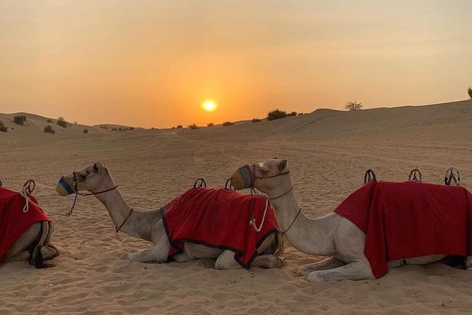 Desert Safari Red Dunes with Camel Ride, Sandboard, BBQ and Shows - Pickup at 3:30 pm and the shared 4WD ride