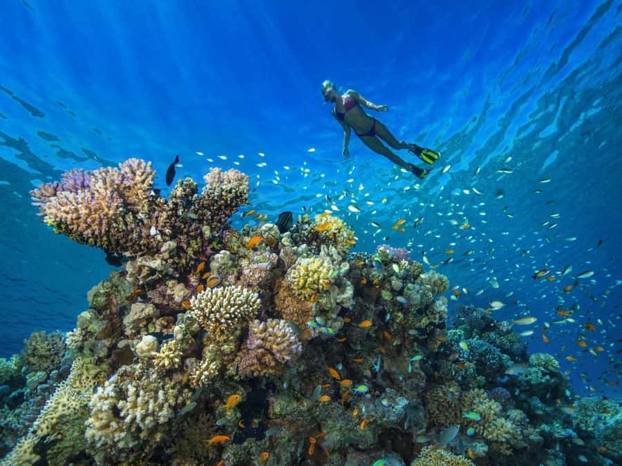 Discover Scuba Diving in Dubai - Practical preparation for a calmer first session