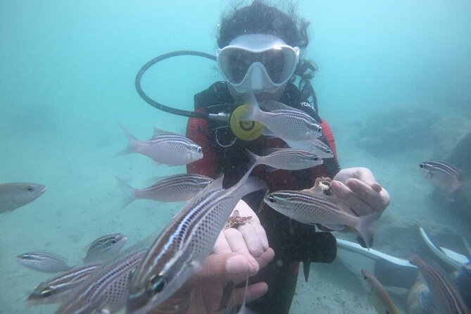 Discovery Scuba Diving in Dubai - Is $79 a fair price?