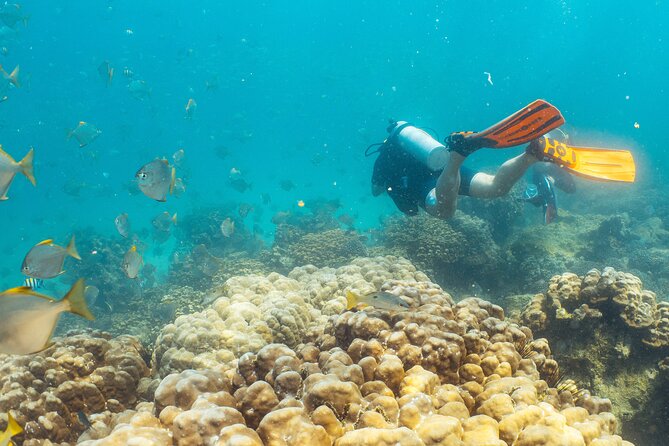 Dive trip to the coral reefs of Fujairah for certified scuba divers - Two sessions from a purpose-built boat