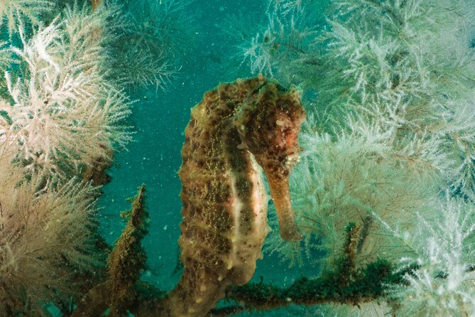 Dive trip to the coral reefs of Fujairah for certified scuba divers - Food, water, and what you should bring