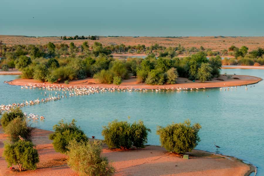 Dubai: Al Marmoom and Al Qudra Lakes Guided Tour with Dinner - Riding a vintage G-Class through Al Qudra