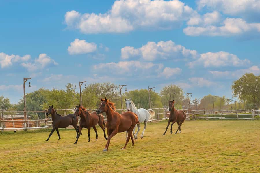 Dubai: Al Marmoom Oasis Horse Riding Experience with Snack - Key points at a glance