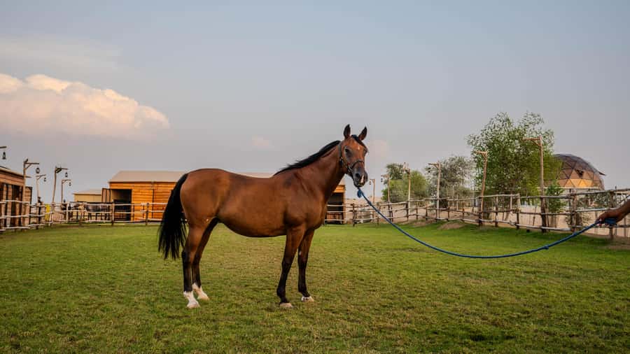Dubai: Al Marmoom Oasis Horse Riding Experience with Snack - Riding through the oasis for 30 or 45 minutes
