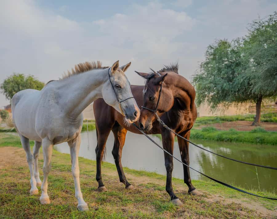Dubai: Al Marmoom Oasis Horse Riding Experience with Snack - What the scenery can include