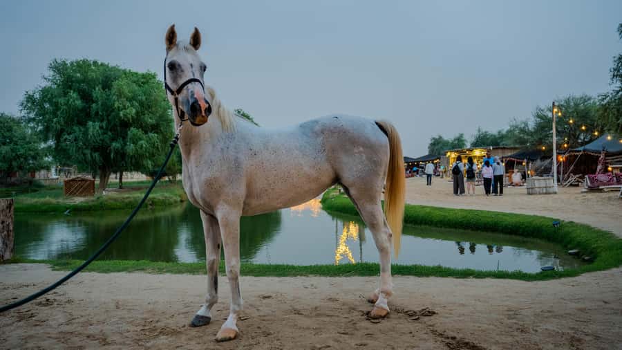 Dubai: Al Marmoom Oasis Horse Riding Experience with Snack - How beginner-friendly is the ride?