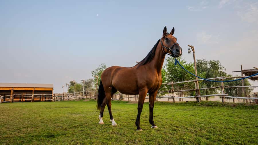 Dubai: Al Marmoom Oasis Horse Riding Experience with Snack - Arriving at Al Salah Studs