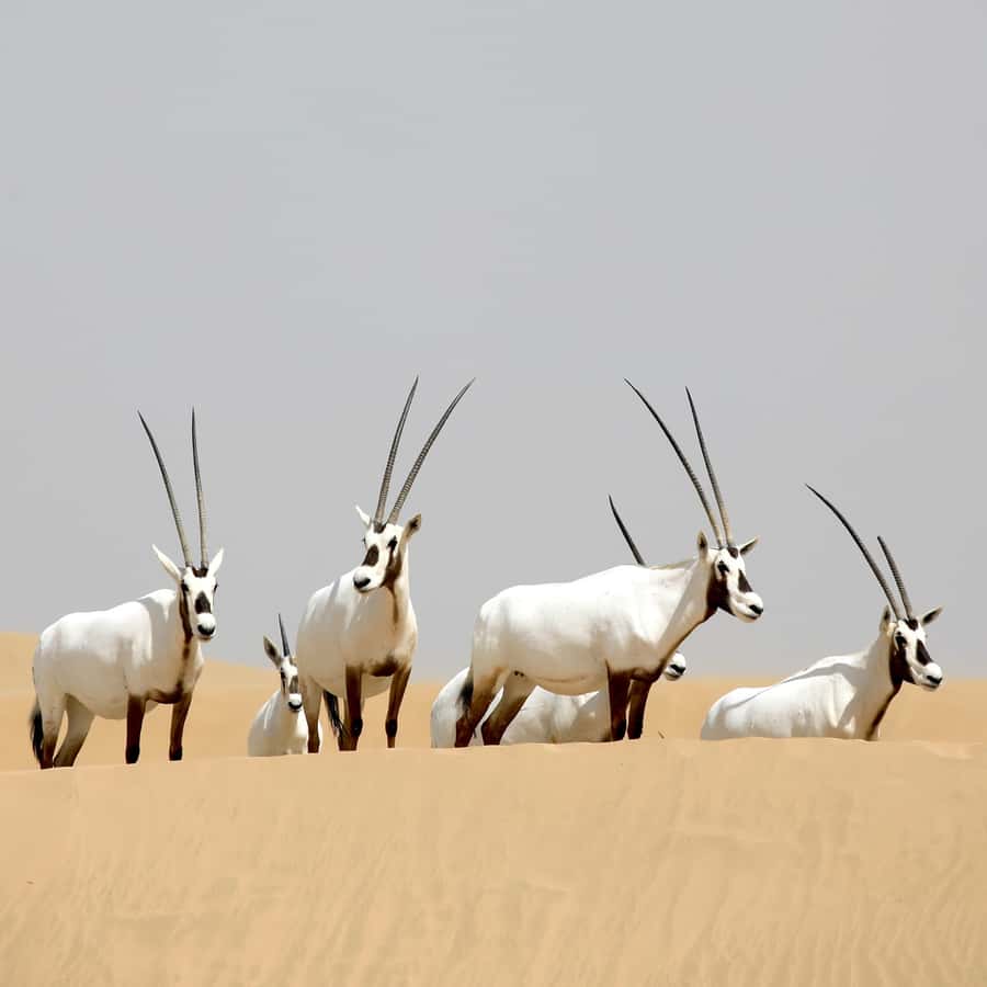 Dubai: Al Marmoom Oasis Safari, Animal Spotting & Breakfast - Practical details that affect your morning