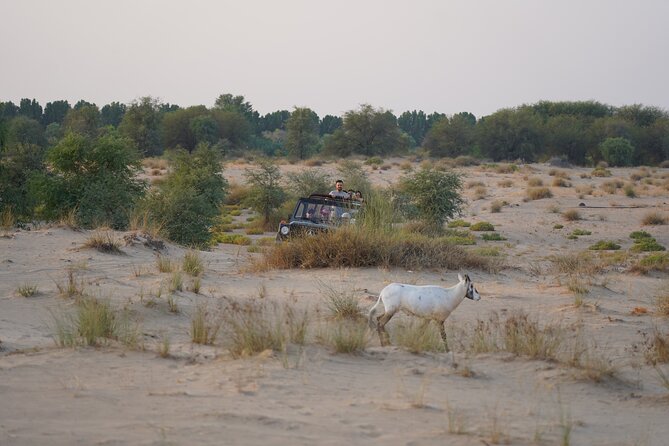 Dubai: Al Marmoom Oasis Vintage Safari: Camels, Stargazing & Meal - The Bedouin Dinner: Plenty, With a Caveat