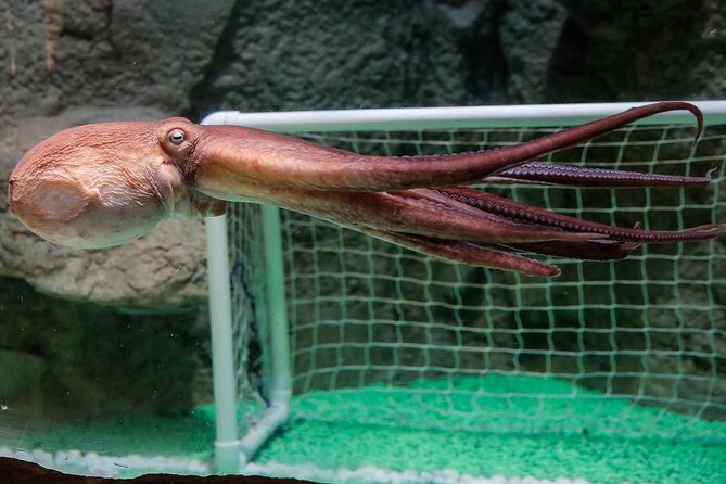Dubai Aquarium and Underwater Zoo - What the standard ticket may and may not include